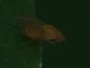 Sapromyzosoma laevatrispina